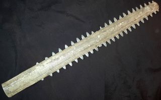 Schwert Vom SÄgefisch Sägerochen Pristidae 51 Cm Bild
