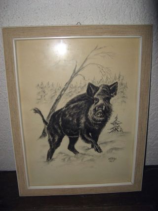 Signierte Orig.  Kohlezeichnung Wildschwein Keiler Von 1967 Im Rahmen Hinter Glas Bild