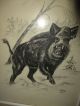 Signierte Orig.  Kohlezeichnung Wildschwein Keiler Von 1967 Im Rahmen Hinter Glas Jagd & Fischen Bild 1