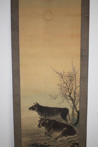 Japanisches Rollbild Kakejiku Zwei Kühe Japan Scroll Two Cows 1264 Bild