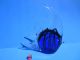 Murano - Scalar - Fisch - Sommerso - Blau Mit Schwarzen Faden - 23 Cm Glas & Kristall Bild 2