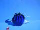 Murano - Scalar - Fisch - Sommerso - Blau Mit Schwarzen Faden - 23 Cm Glas & Kristall Bild 3