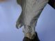 Rarität Antike Missionarsarbeit - Großer Bein Geschnitzter Adler Auf Holzsockel Beinarbeiten Bild 2