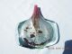 Michael Harris,  England,  Xxl Fish Dekorglas,  Vase,  Signiert Und Nummeriert Sammlerglas Bild 1