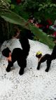 2 Alte Schwarze Katzen Von Steiff Steiff Bild 2