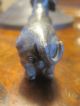 Wiener Bronze F.  X.  Bergmann Große Dackel Rüde Um 1900 Museal Rrrrrr 1900-1949 Bild 8