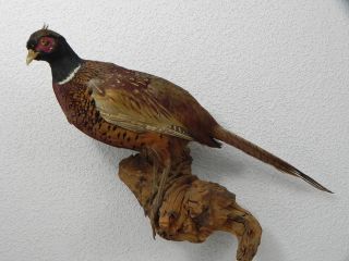 Jagdfasan Präparat Fasan Ausgestopft Präpariert Pheasant Vogel Huhn 90.  5.  3 Bild