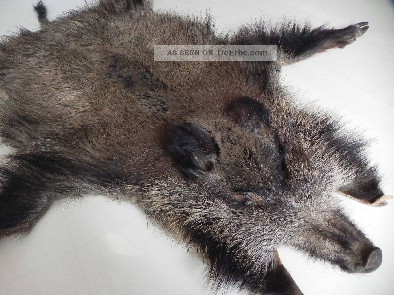 Wildschwein Fell Sau Schwarte Skin Fur Gartenhaus Wildschwein Fell Sau Schwarte Skin Fur Gartenhaus