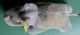 Steiff Nosy - Nashorn - 50er Jahre - 10 Cm - Sammlerzustand Steiff Bild 3