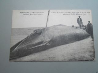 Ak Walfang Wal - Rorqual Monstre Marin 1921 Baleine Whale (28) Bild