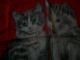 Katzen - Taschentuch Rot - Grau Gebr.  Topzustand Accessoires Bild 1