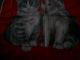 Katzen - Taschentuch Rot - Grau Gebr.  Topzustand Accessoires Bild 2