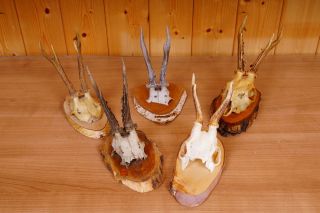 5 Rehgeweihe Auf Naturholzbretter Roe Deer Trophies Bild