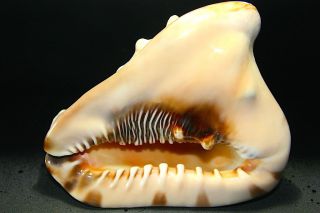 Riesenmuschelschnecke Südseehawaii Echt Meerfechterkultfossilkoralle Raritäthelm Bild