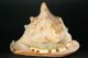 Riesenmuschelschnecke Südseehawaii Echt Meerfechterkultfossilkoralle Raritäthelm Maritime Dekoration Bild 1
