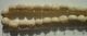 Alte Beinperlen Antik Trade Beads Handelsperlen Afrika - Rarität Afrika Bild 3