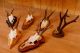 6 Kleine Rehgeweihe Auf Verschiedenen Trophäenbretter Roe Deer Trophies Jagd & Fischen Bild 1