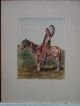 Jugendstil Grafik Indianer Pferd Nach Gaspard De Latoix Handkoloriert Originaldrucke 1900-1949 Bild 2