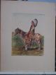 Jugendstil Grafik Indianer Pferd Nach Gaspard De Latoix Handkoloriert Originaldrucke 1900-1949 Bild 6