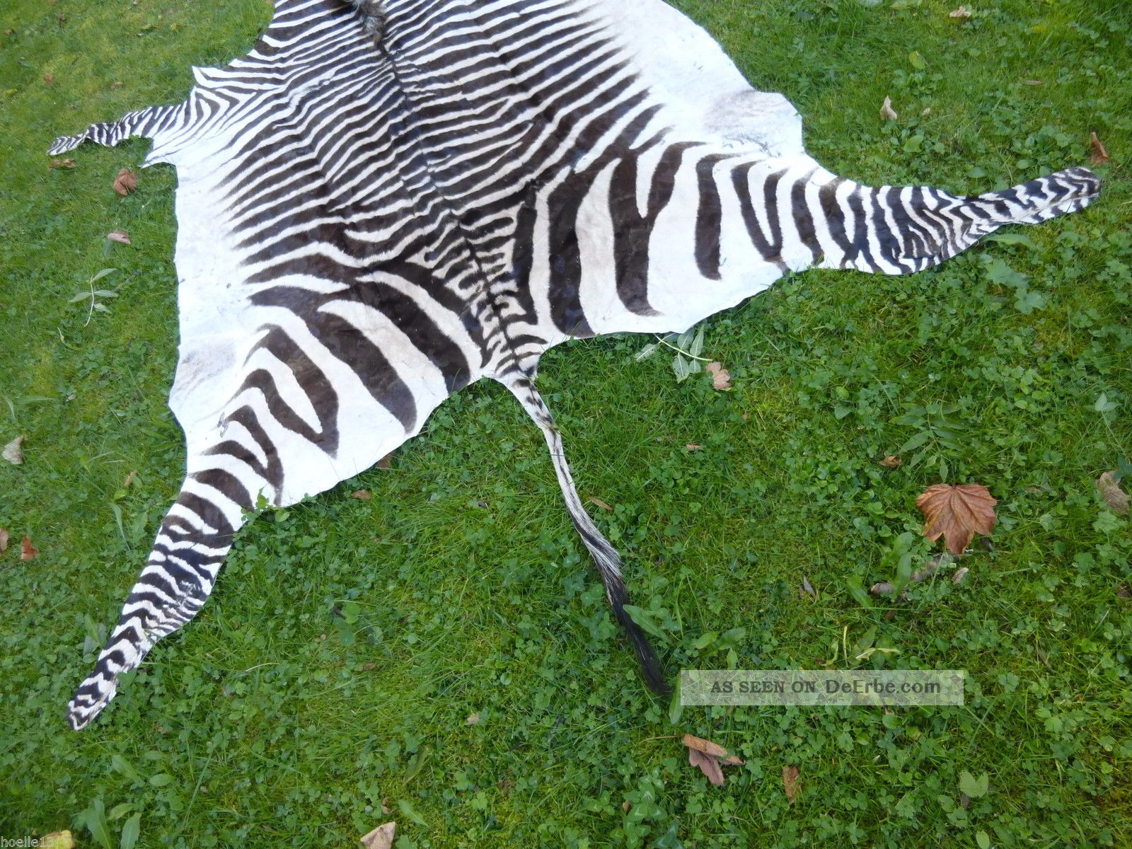 Afrika Dekoration neues Springbockfell naturfarben Zebra Kudu 