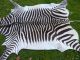 Neues Bergzebrafell / Zebrafell / Dekoration / Kudu / Zebra / Afrika Jagd & Fischen Bild 4