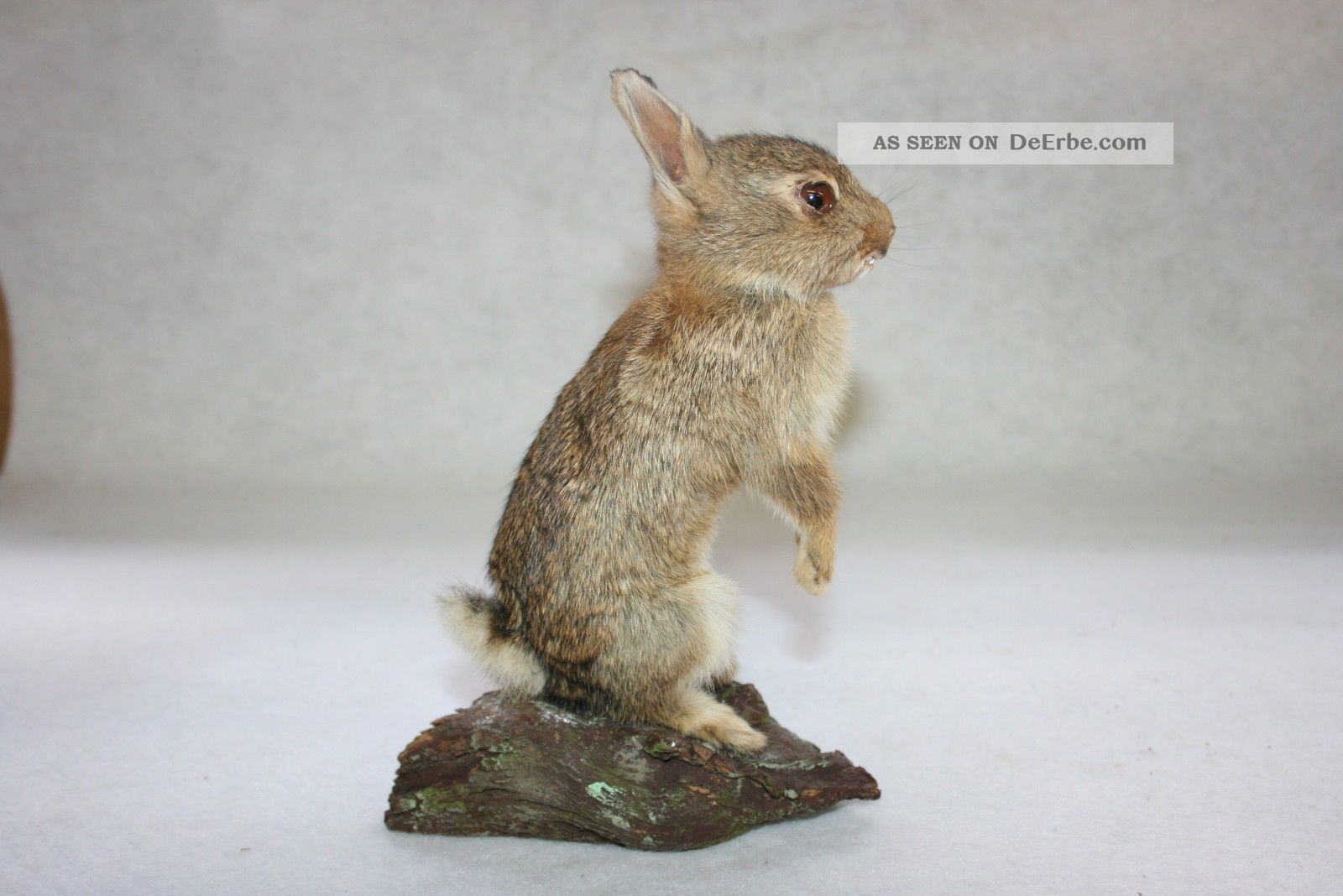 Junges Kaninchen Präparat Trophäe Sehr Schön Frischpräparat,  Taxidermy,  Top Nr.  3 Jagd & Fischen Bild