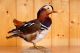 Schöne Mandarin Ente Mandarin Duck Taxidermy Aus Zucht Mit Ring Jagd & Fischen Bild 2