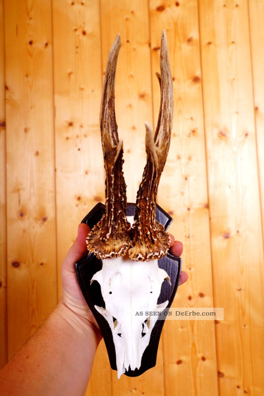 Schönes 6 Ender Rehgeweih Auf Trophäenbrett Roe Deer Trophy Jagd & Fischen Bild