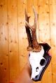 Schönes 6 Ender Rehgeweih Auf Trophäenbrett Roe Deer Trophy Jagd & Fischen Bild 1
