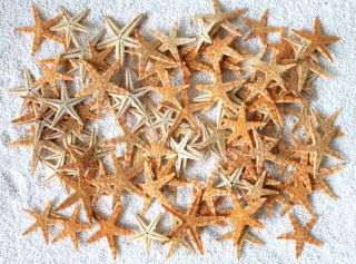 100 X Echte Seesterne Von 2 - 4cm Flache Seesterne,  Haltbar Präpariert Starfish Bild
