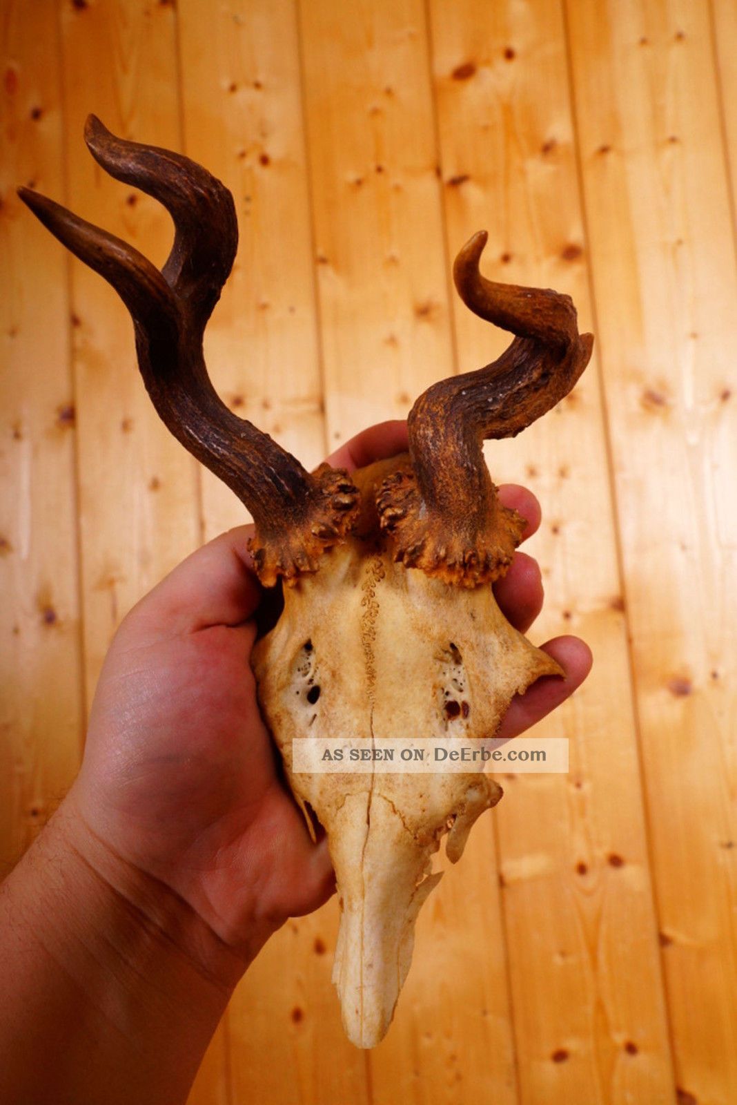 Abnormes Rehgeweih Non Typical Roe Deer Trophy 142 G Jagd & Fischen Bild