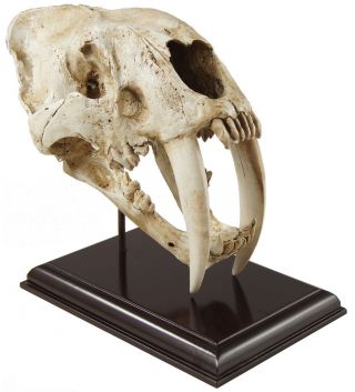 Säbelzahntiger Schädel Modell,  2 - Teilig,  Lebensgroß,  Replikat,  Fossil Bild