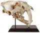 Säbelzahntiger Schädel Modell,  2 - Teilig,  Lebensgroß,  Replikat,  Fossil Antike Bild 1