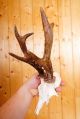 Schönes 6 Ender Rehgeweih Roe Deer Trophy 248 G Jagd & Fischen Bild 2