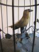 Alte Spieluhr In Form Eines Vogelbauers Vogelkäfig Messing Mechanische Musik Bild 5