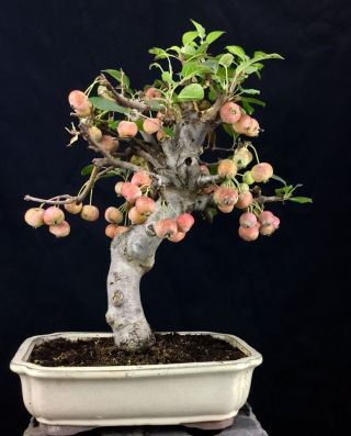 Apfelbaum Bonsai - Crabapple Melo Da Fiore - Malus 46 Cm - Holzapfel Bild