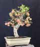 Apfelbaum Bonsai - Crabapple Melo Da Fiore - Malus 46 Cm - Holzapfel Entstehungszeit nach 1945 Bild 6