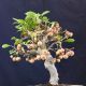 Apfelbaum Bonsai - Crabapple Melo Da Fiore - Malus 46 Cm - Holzapfel Entstehungszeit nach 1945 Bild 8