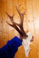 Schönes 6 Ender Rehgeweih Roe Deer Trophy 220 G Jagd & Fischen Bild 1