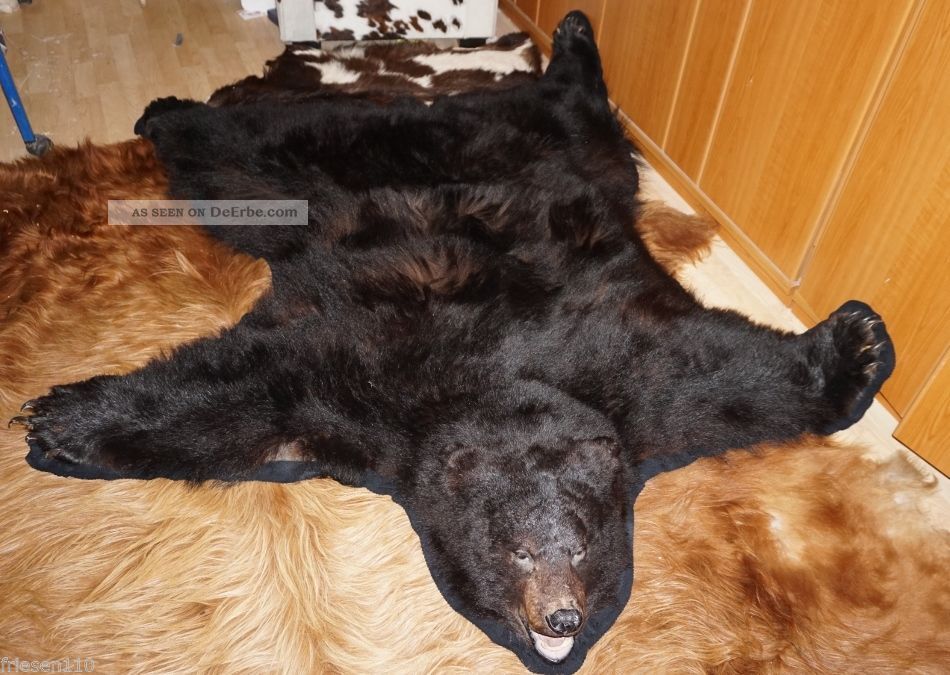 Großes Bärenfell Schwarzbärfell Fell Tierpräparat Ausgestopft Herkunftsnachweis Jagd & Fischen Bild