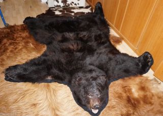 Großes Bärenfell Schwarzbärfell Fell Tierpräparat Ausgestopft Herkunftsnachweis Bild