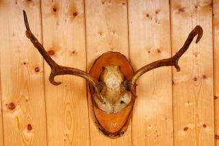 Kleines Damhirschgeweih Auf Naturholzbrett Fallow Deer Trophy Bild