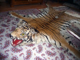 Tigerfell Tierpräparat Tiger Mit Ausgeformten Kopf Kaminvorleger Jagdtrophäe Bild