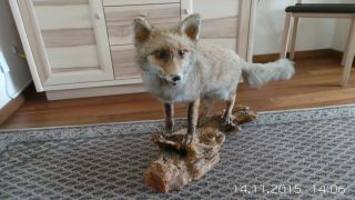 Fuchs Präparat Rotfuchs Ausgestopft Präpariert Raubtier Bild