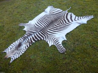 Neues Bergzebrafell / Zebrafell / Dekoration / Kudu / Zebra / Afrika 3 Bild