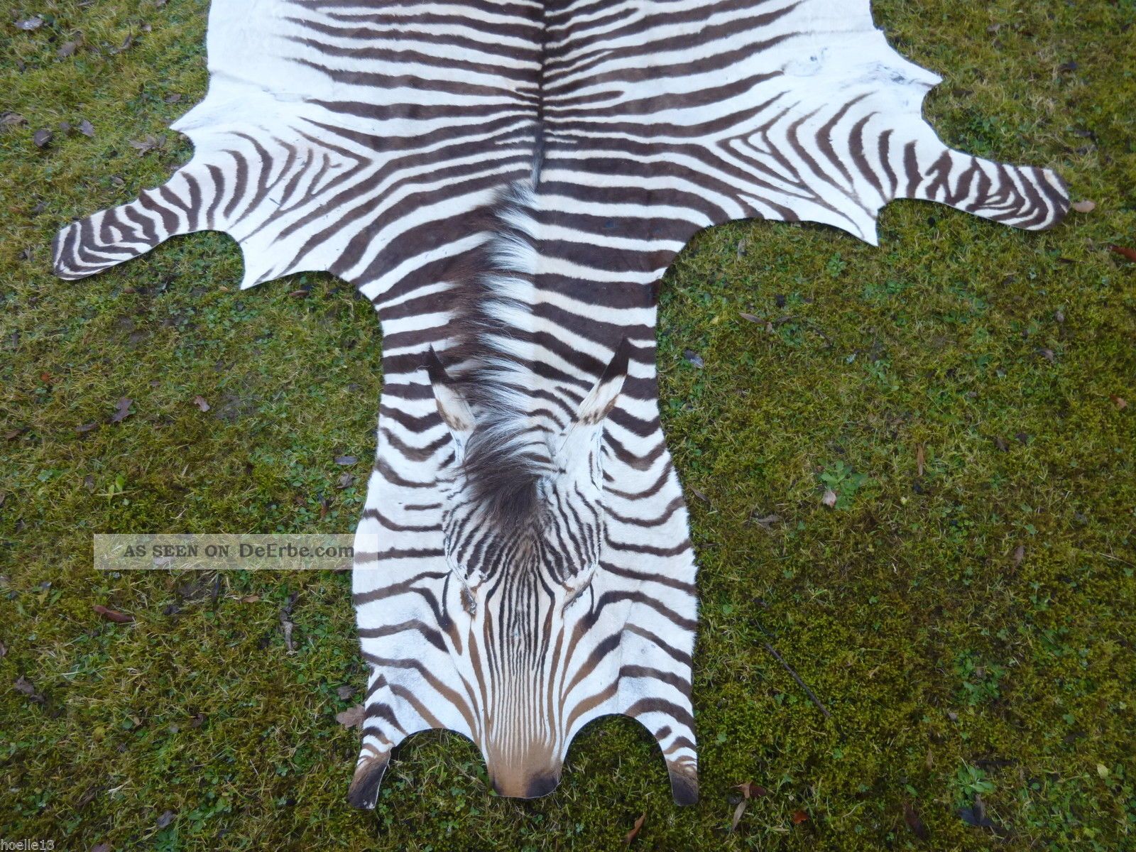 Afrika Kudu neues Springbockfell orange gefärbt Dekoration Zebra 