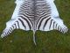 Neues Bergzebrafell / Zebrafell / Dekoration / Kudu / Zebra / Afrika 3 Jagd & Fischen Bild 3