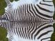 Neues Bergzebrafell / Zebrafell / Dekoration / Kudu / Zebra / Afrika 3 Jagd & Fischen Bild 4