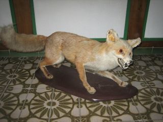 Sehr Altes Tierpräparat Fuchs Taxidermy Bild