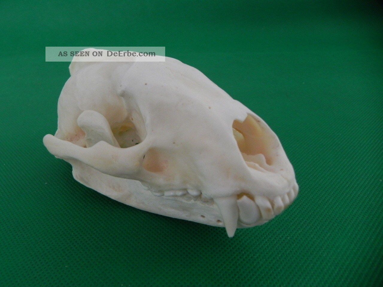 Echter Dachs Schädel Badger Skull Präparat Knochen Raubtier Skelett 62.  5.  2 Jagd & Fischen Bild